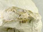 Rabbit skull, Palaeolagus sp. White River formation, Dakota, USA.